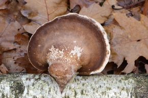 berkenzwam (fomitopsis betulina)11-2024 1760